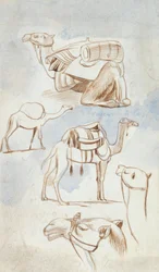 Skizzenstudien von Kamelen